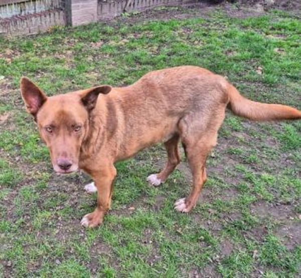 Brauner Labrador Kuno sucht dich!