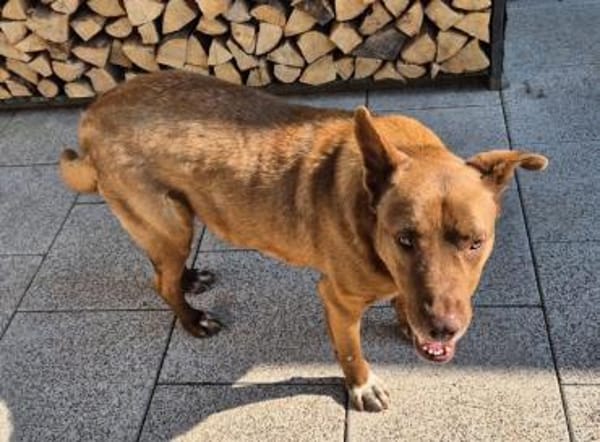 Brauner Labrador Kuno sucht dich!