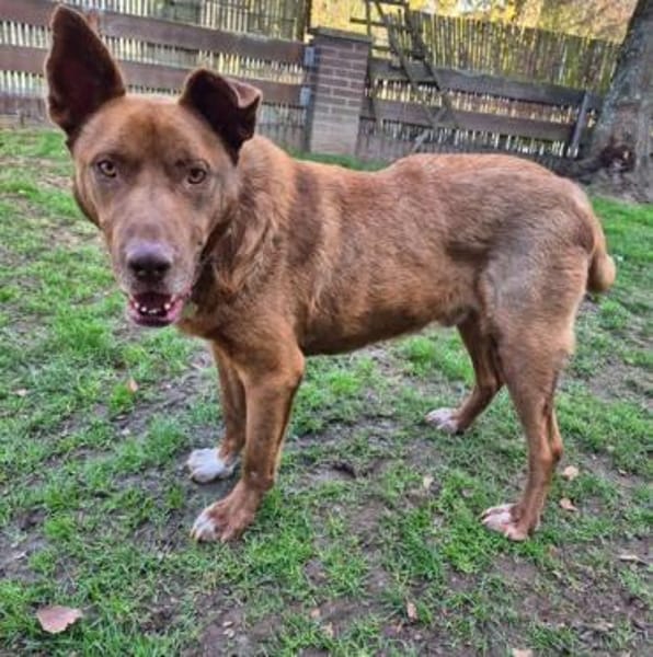 Brauner Labrador Kuno sucht dich!