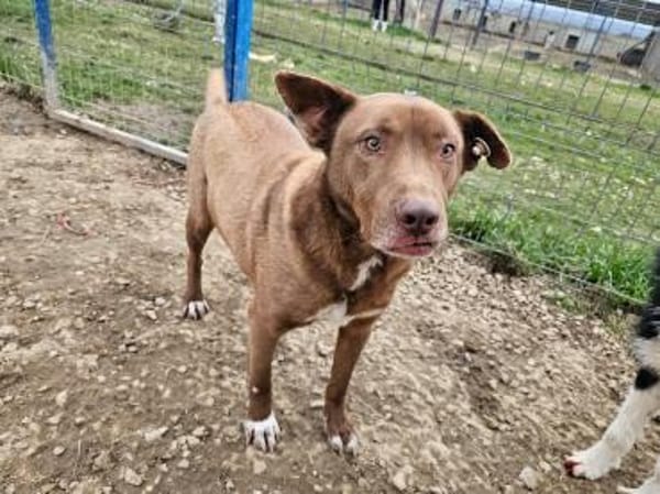 Brauner Labrador Kuno sucht dich!