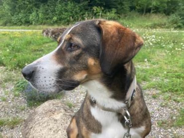 RAYA - geb. ca. 05/2021 - Mischling