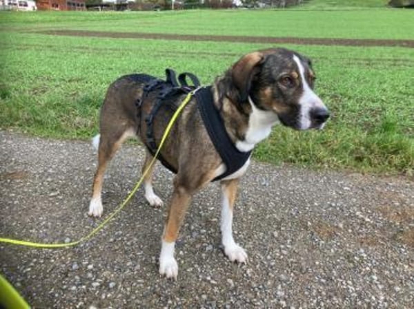 RAYA - geb. ca. 05/2021 - Mischling