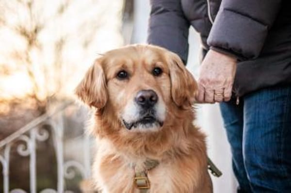 Füge, sanfter Golden-Retrievermix, ca.3J