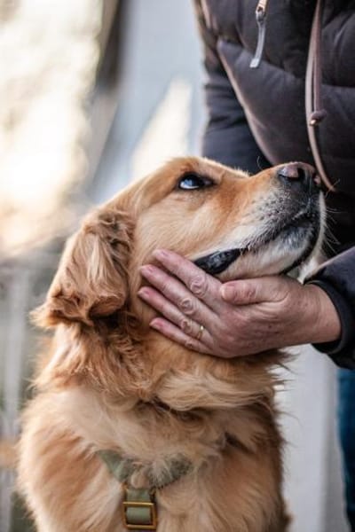 Füge, sanfter Golden-Retrievermix, ca.3J