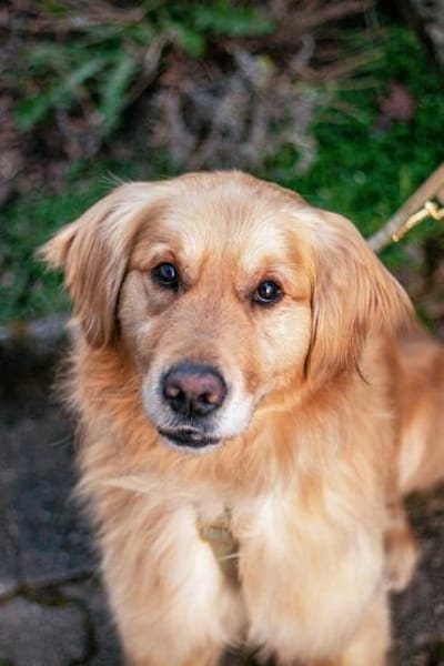 Füge, sanfter Golden-Retrievermix, ca.3J