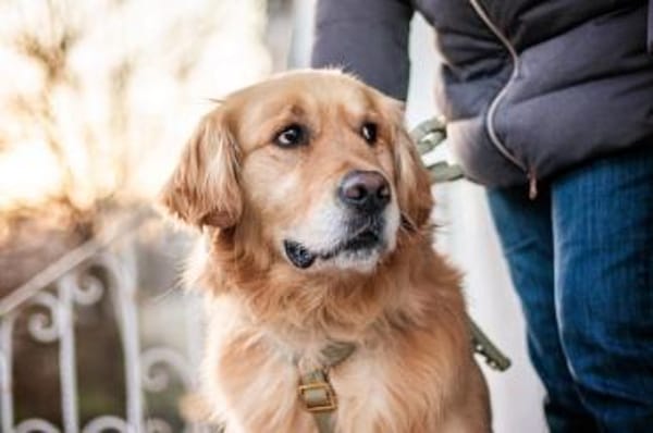 Füge, sanfter Golden-Retrievermix, ca.3J