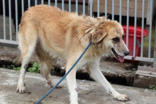 Guave - hübsche Familienhündin