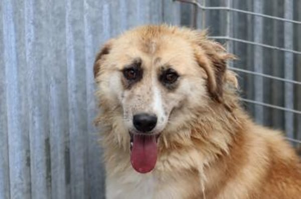 Guave - hübsche Familienhündin