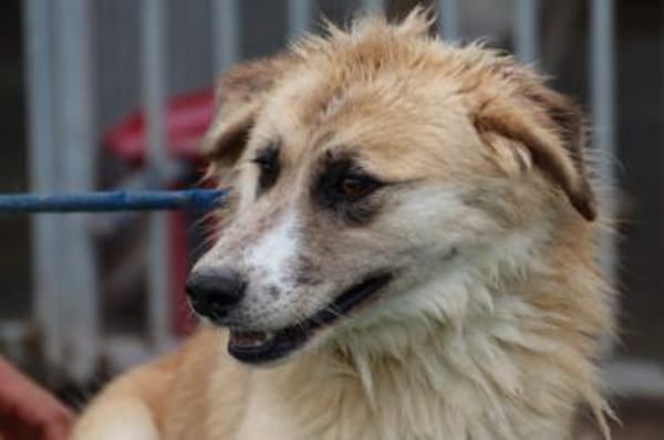 Guave - hübsche Familienhündin