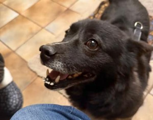 Treuer Begleiter Fynn sucht seine Family