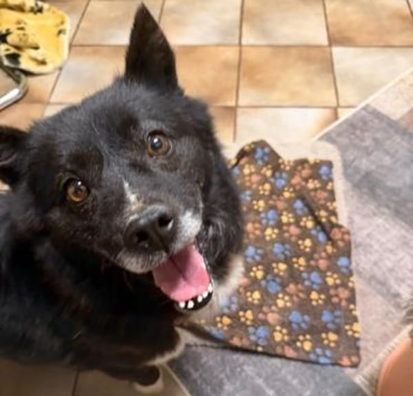 Treuer Begleiter Fynn sucht seine Family