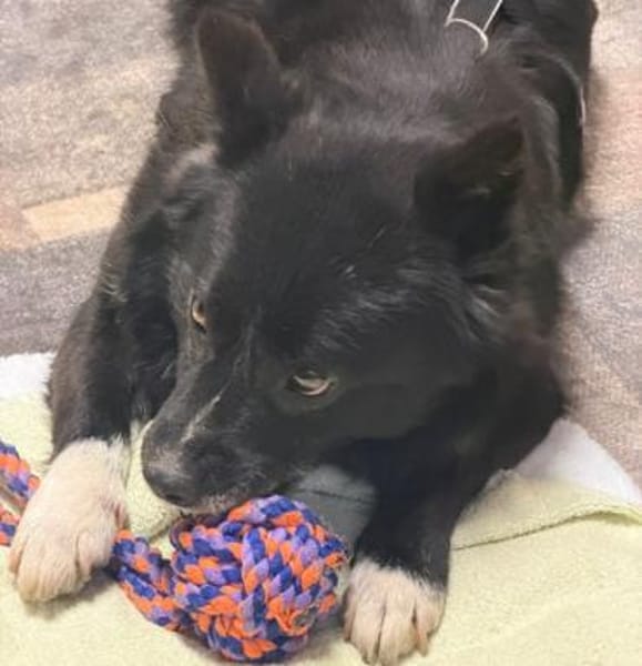 Treuer Begleiter Fynn sucht seine Family