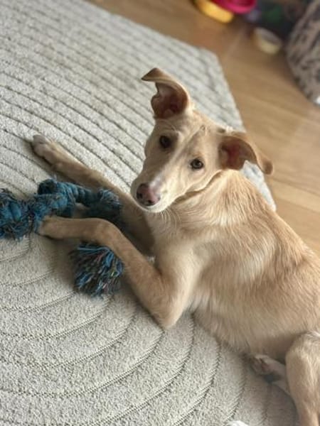 Barney  sucht sein Für-immer-Zuhause