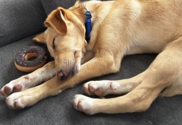 Barney  sucht sein Für-immer-Zuhause