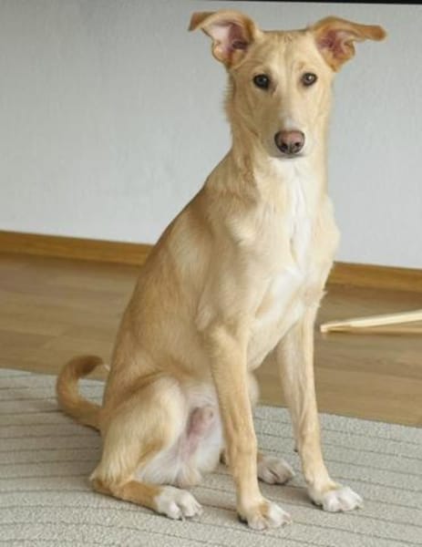 Barney  sucht sein Für-immer-Zuhause