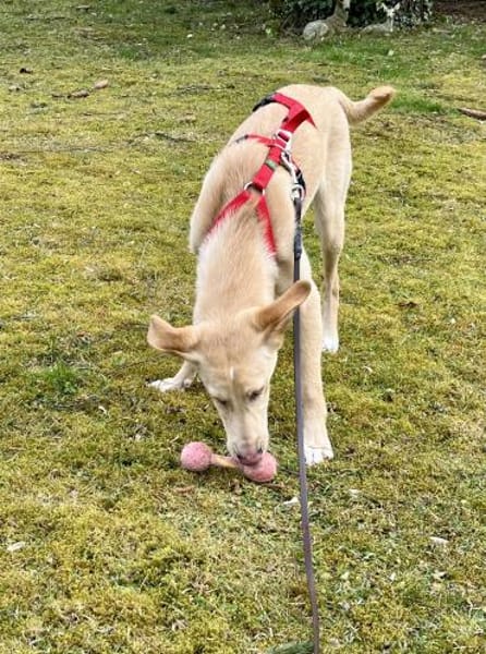Barney  sucht sein Für-immer-Zuhause