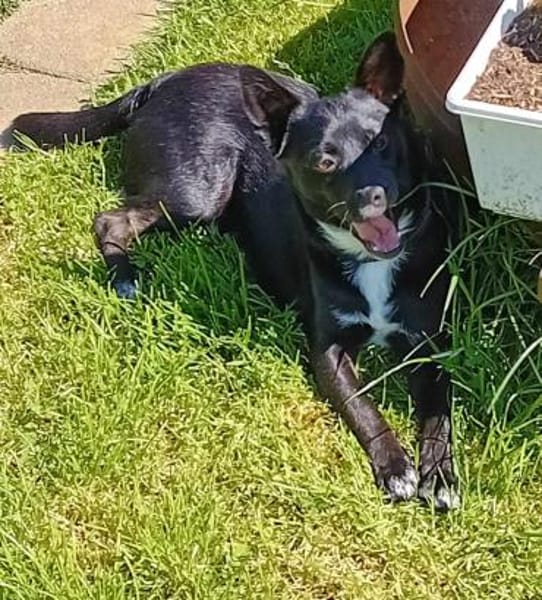 Jungspund JERRY, wo darf er einziehen?