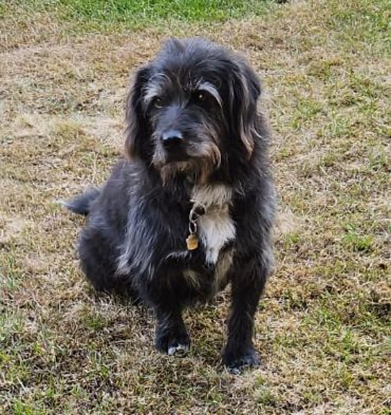 Gartenliebhaber Leroy auf Heimatsuche