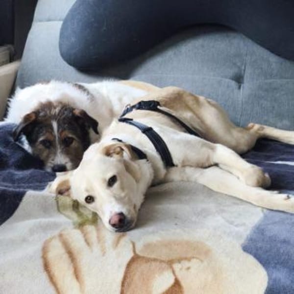 🦴✨ Treuer Begleiter Luke ✨🦴