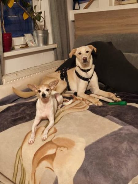 🦴✨ Treuer Begleiter Luke ✨🦴