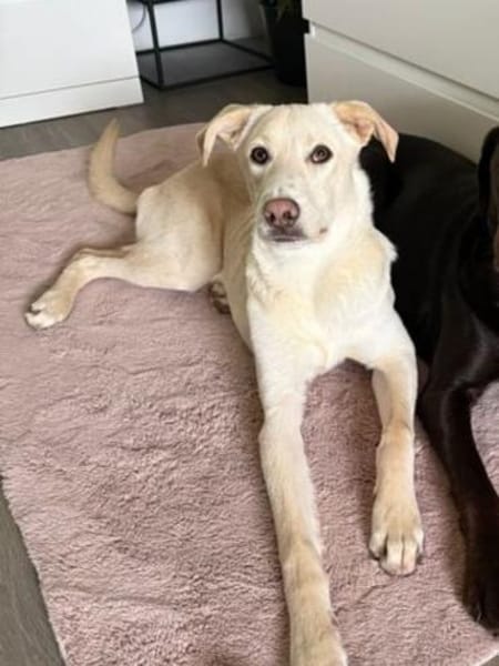 🦴✨ Treuer Begleiter Luke ✨🦴