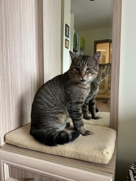 verschmuster Mars sucht Kissen