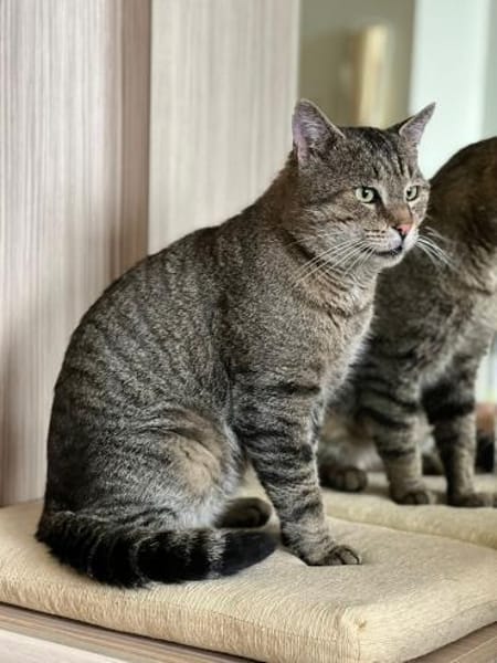 verschmuster Mars sucht Kissen