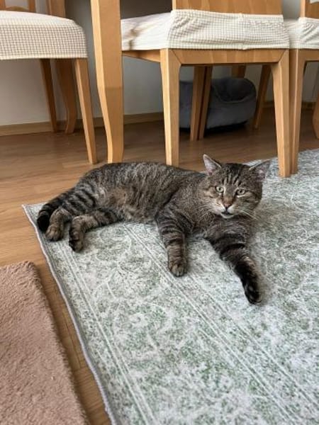 verschmuster Mars sucht Kissen