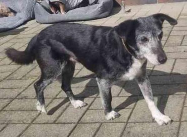 Masola traumhafte Seniorin