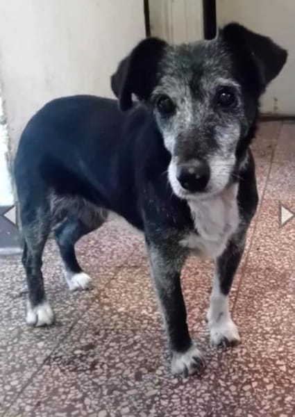 Masola traumhafte Seniorin