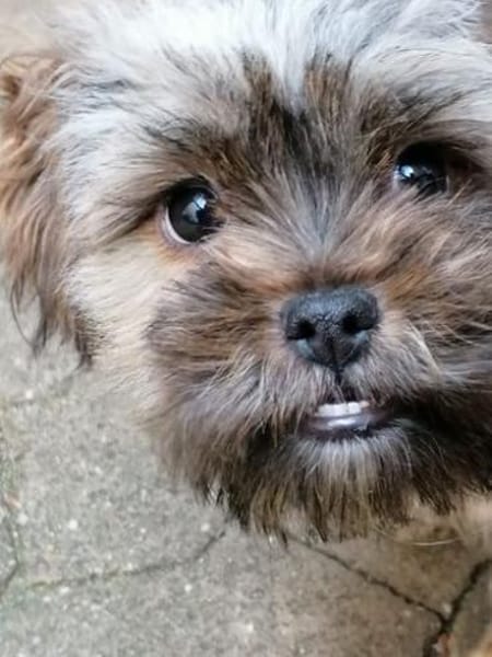 Shi-Tzu Rüde Jingles sucht sein Zuhause