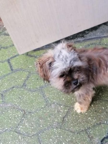 Shi-Tzu Rüde Jingles sucht sein Zuhause
