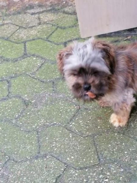 Shi-Tzu Rüde Jingles sucht sein Zuhause