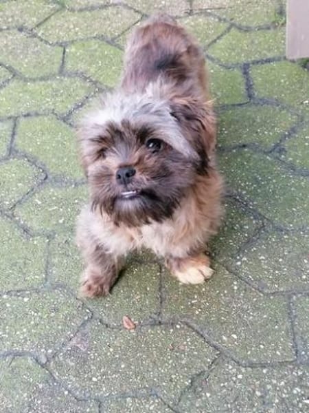 Shi-Tzu Rüde Jingles sucht sein Zuhause