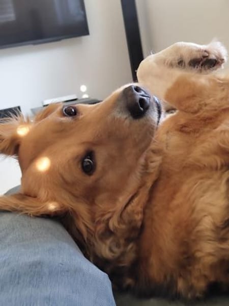 Kara, geb. ca. 12./2015, 53913 Swisttal