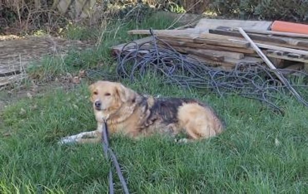 Kara, geb. ca. 12./2015, 53913 Swisttal