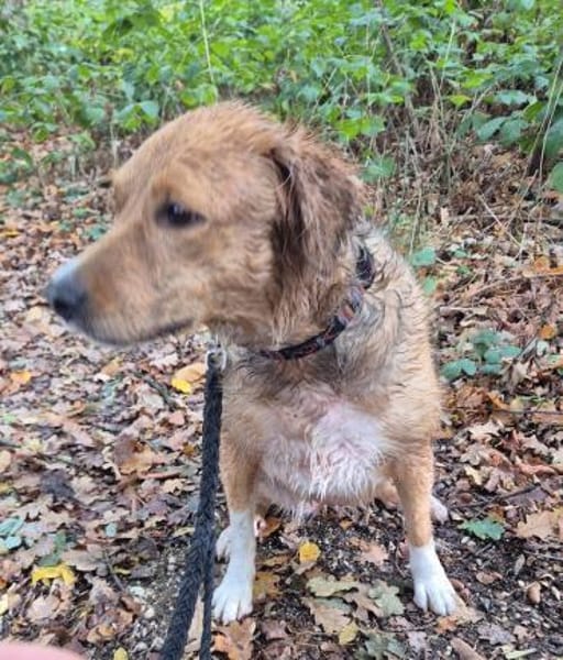 Kara, geb. ca. 12./2015, 53913 Swisttal