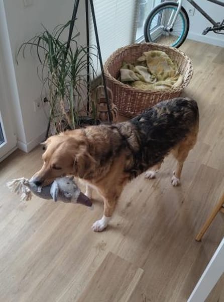 Kara, geb. ca. 12./2015, 53913 Swisttal