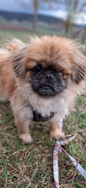 Mozart sucht sein für-immer-Zuhause!