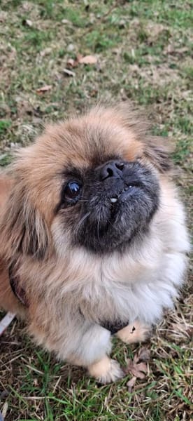 Mozart sucht sein für-immer-Zuhause!