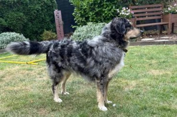 Sensibler Jungrüde ♥BALU♥ in 59174 Kamen