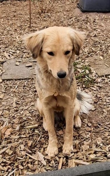 SIMONE sucht ihr Für-Immer-Zuhause