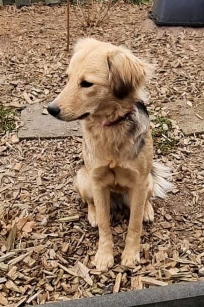 SIMONE sucht ihr Für-Immer-Zuhause