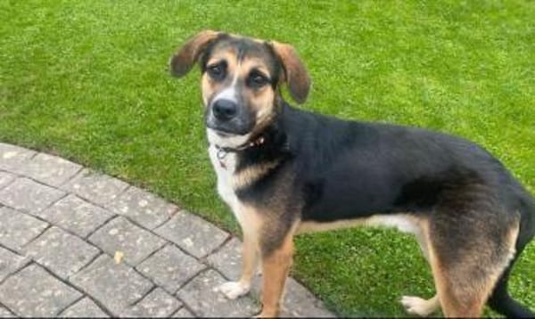 Toller Looki wäre gerne Zweithund