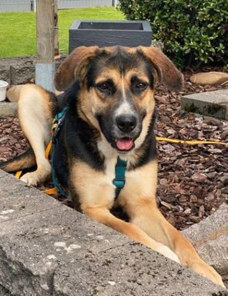 Toller Looki wäre gerne Zweithund