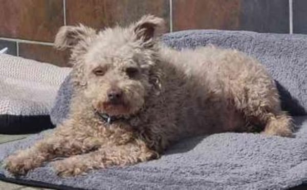 Sina, unkomplizierte Hündin