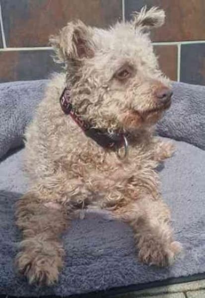 Sina, unkomplizierte Hündin