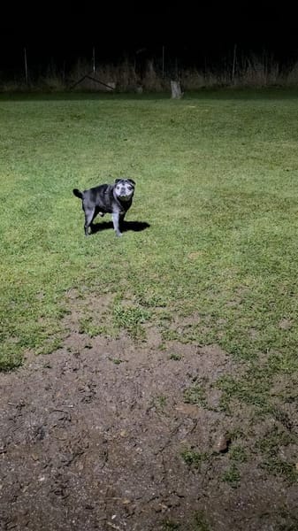 Sir Henry sucht Traumplatz!