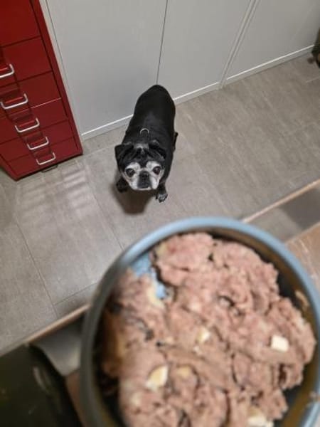 Sir Henry sucht Traumplatz!