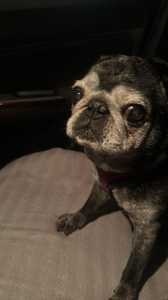 Sir Henry sucht Traumplatz!